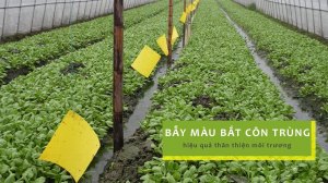 Diệt côn trùng gây hại không dùng thuốc