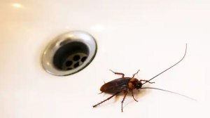 Mẹo bẫy gián cực kỳ hiệu quả mà bạn không thể bỏ qua